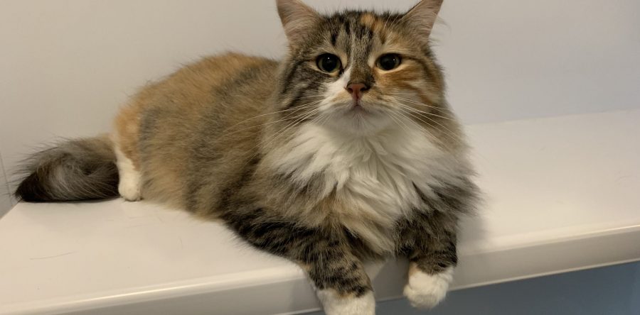 Cedar Lodge Cattery – Custom Built Luxury