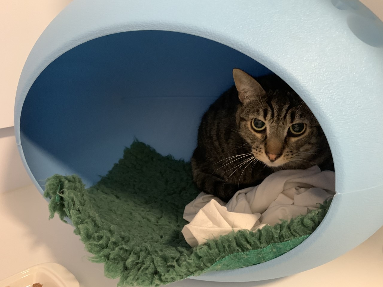 All You Need To Know About Cat Beds. Cedar Lodge Cattery